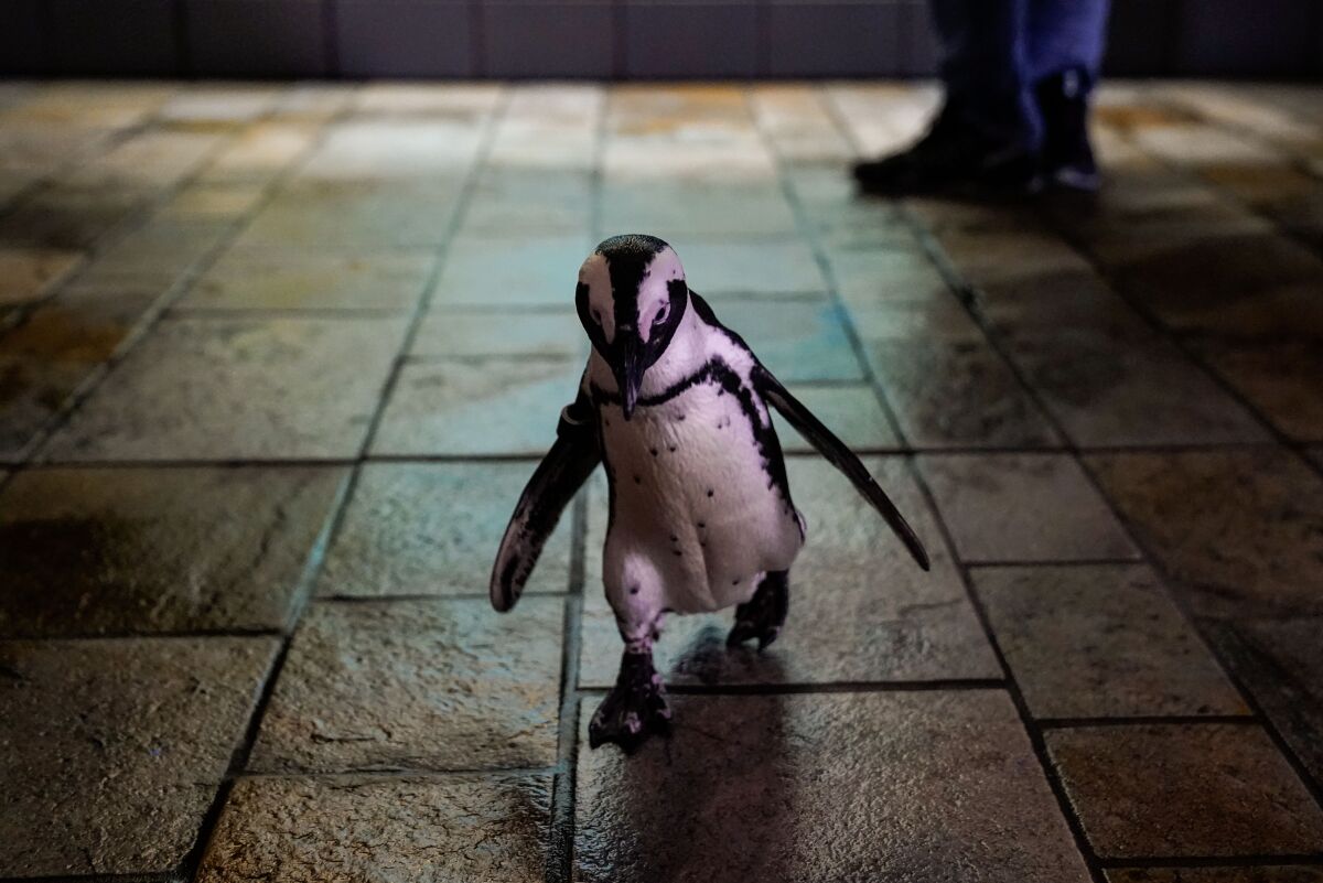 Closeup of a penguin walking indoors on a tiled floor.