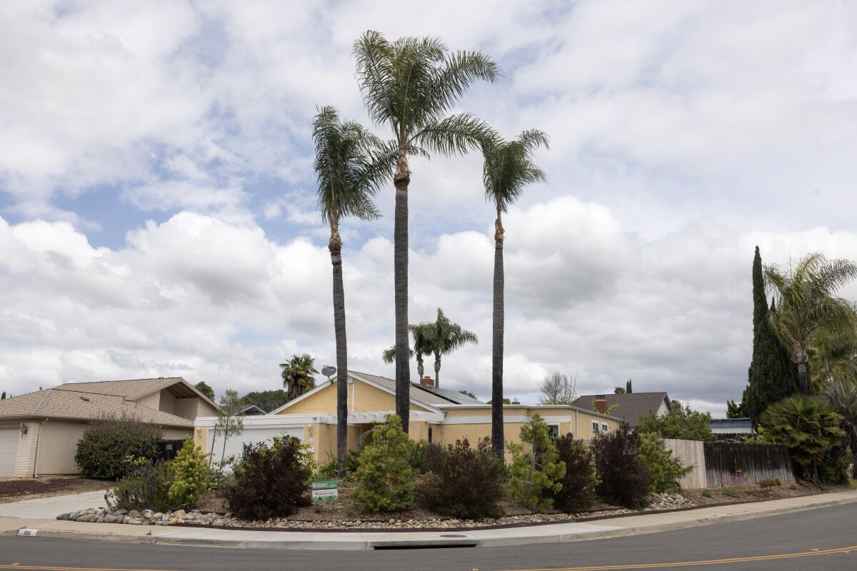 The original palm trees in the front yard.