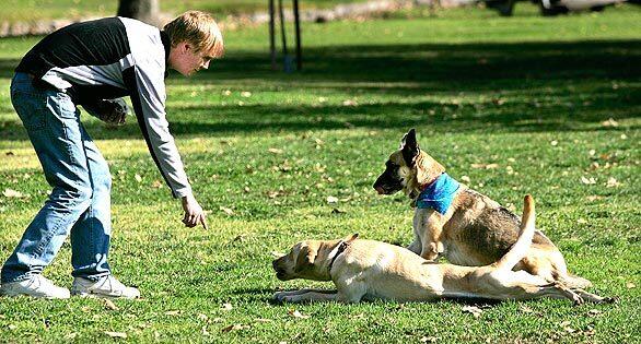 Diane Haithman's German shepherd, Heidi