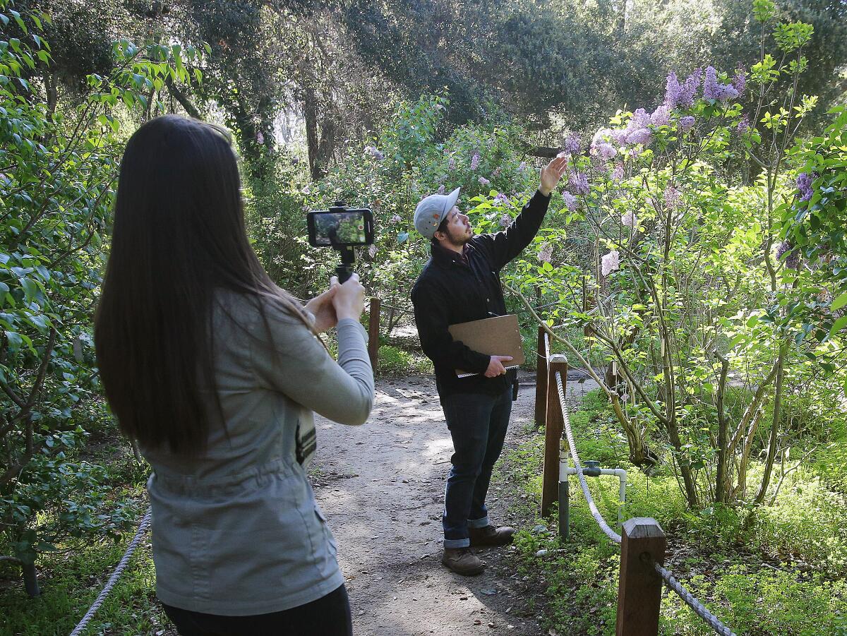Descanso Gardens' public relations marketing coordinator Shannon Dillon captures records coordinator Roy Jenkins leading a virtual tour video of lilacs at the botanical showplace on Thursday, March 25.