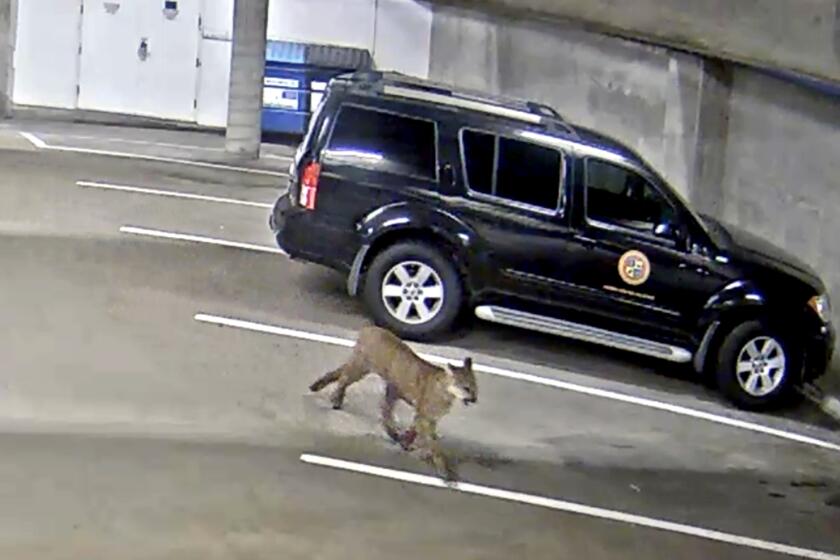 An adult mountain lion is captured on security camera footage.