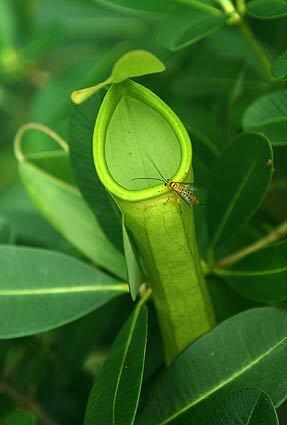 Pitcher plant