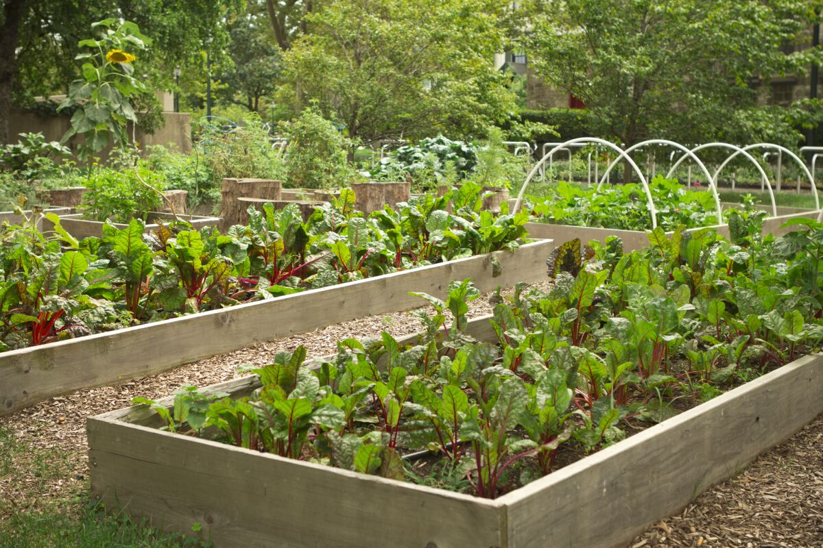 Building a raised garden is a good way to improve your soil for growing vegetables.