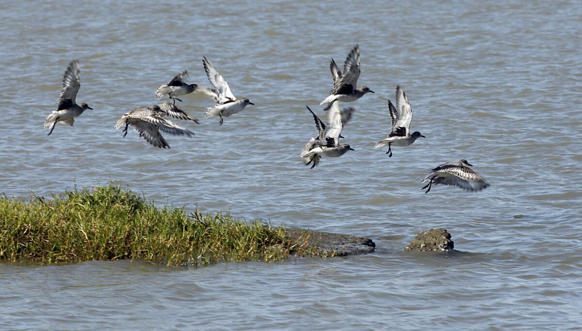 Water birds fly over the Sacramento-San Joaquin River Delta.