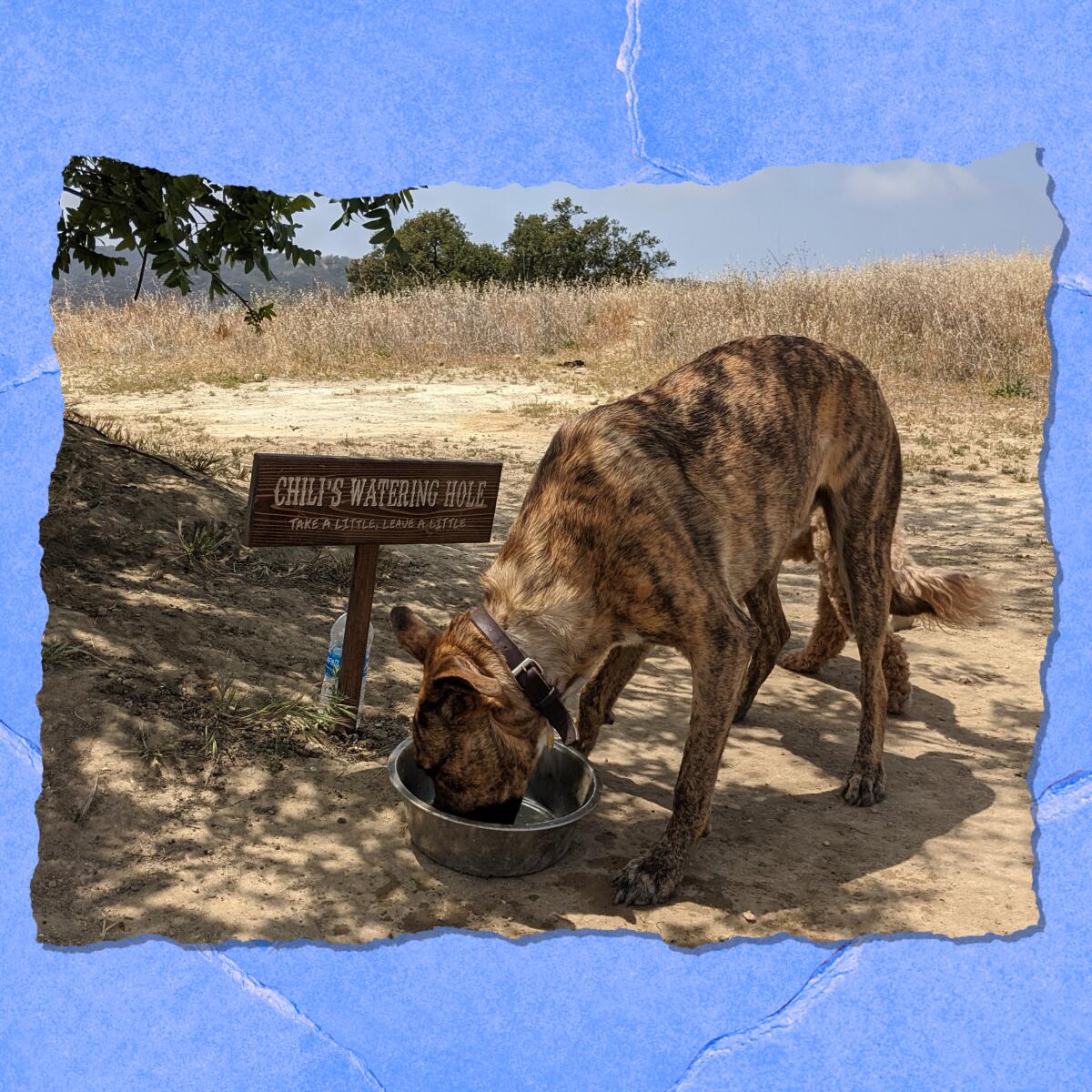 A large dog drinks from a bowl next to a small sign that reads "Chili's Watering Hole." 