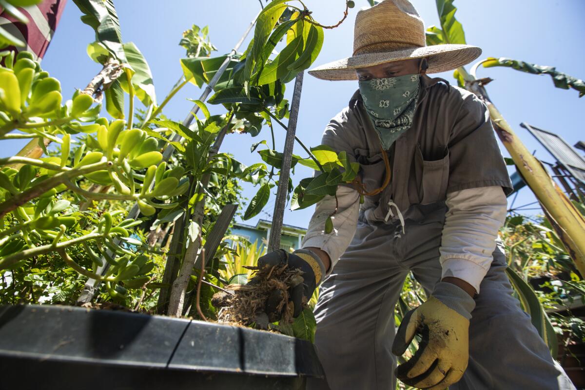 Sam Robertson adds mulch to a plant, one of many plants in Ron Finley's backyard oasis.