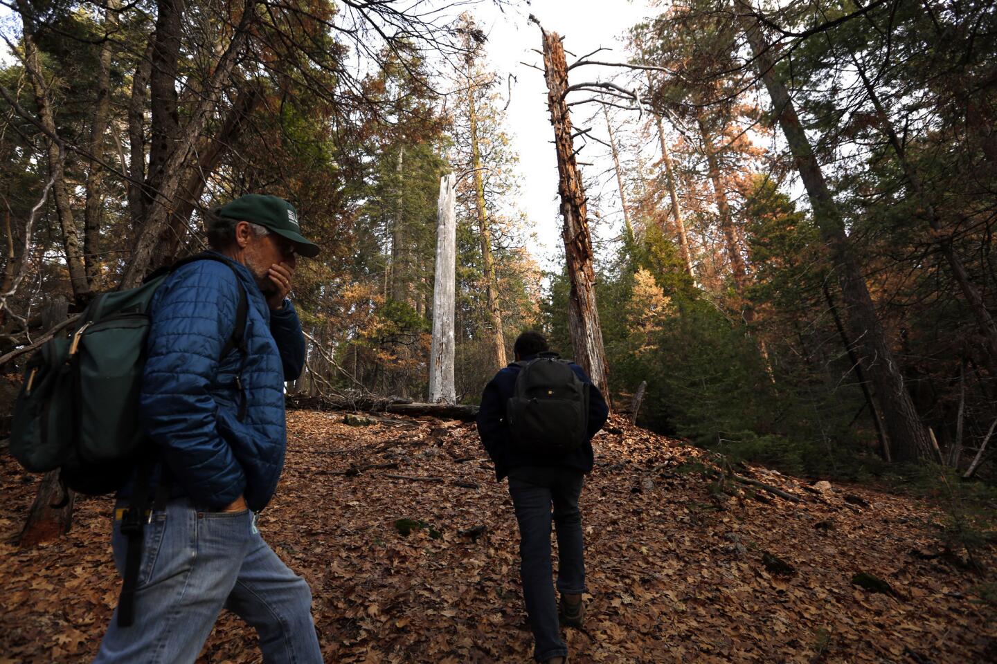 Sierra Nevada's dead trees