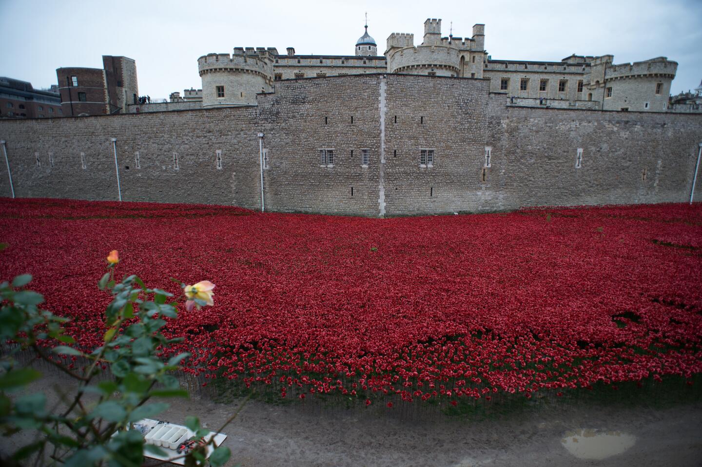 "Blood Swept Lands and Seas of Red" began Aug. 5. The moat of the Tower of London as of Sunday has filled with ceramic poppies to mark the 100th anniversary of the outbreak of World War I.