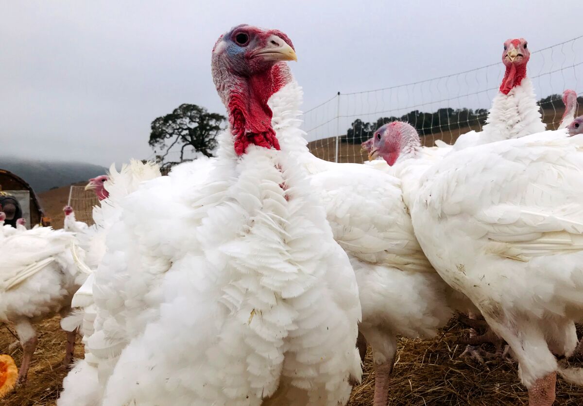"There were very few people who wanted an 18- to 20-pound turkey," said Isabel Squire, business manager at Tara Firma Farms.