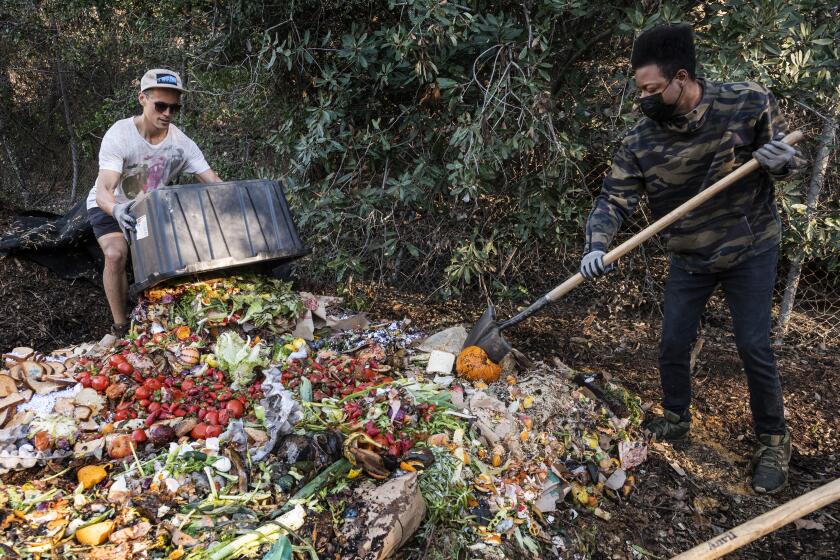 LOS ANGELES CA JANUARY 23, 2022 — LA Compost volunteers Yoichi Nagano and Esko Robinson work on building compost piles at LA Compost's regional hub in Griffith Park on Sunday, January 23, 2022 in Los Angeles. The Griffith Park site uses food scraps dropped off by community members at the Atwater Village Farmer's Market and the Elysian Valley Community Garden. ( Nick Agro / For The Times )