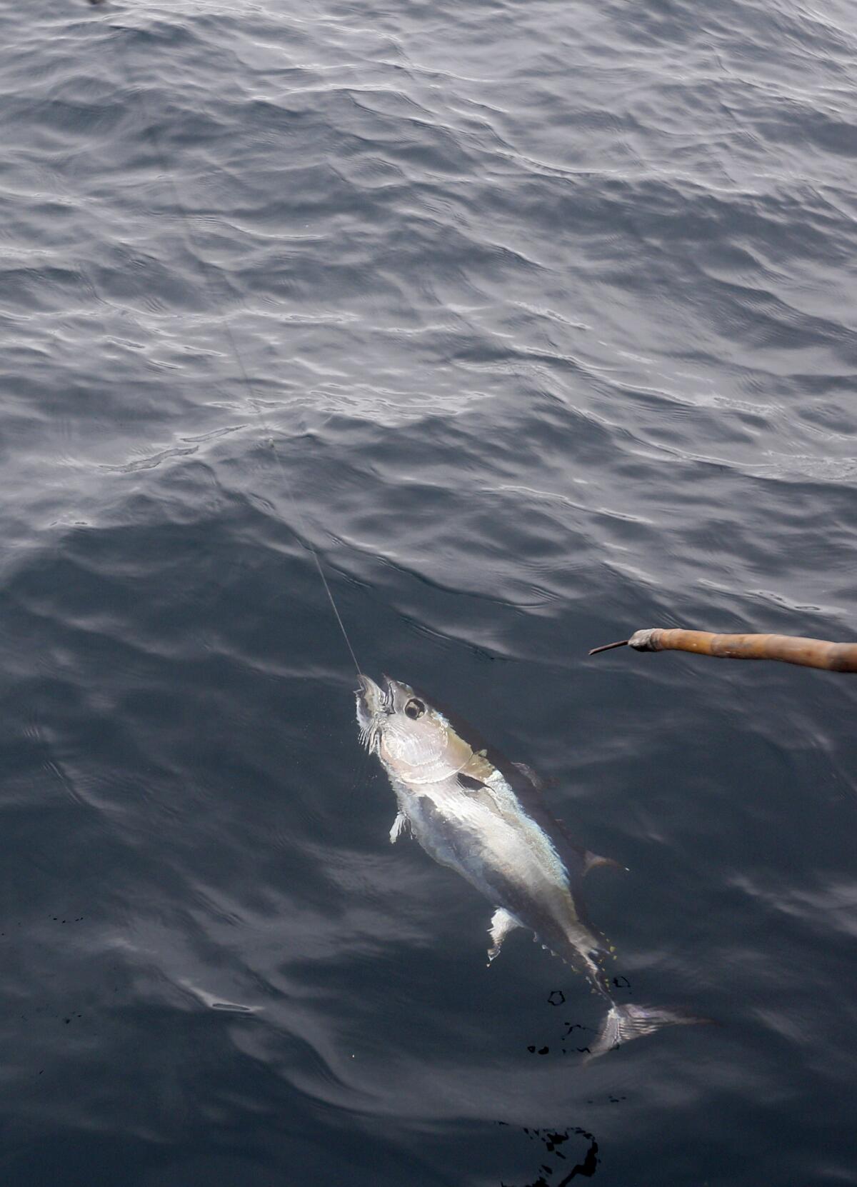 A bluefin tuna was caught southwest of Newport Beach in the Pacific Ocean on Wednesday, Aug. 18, 2021.