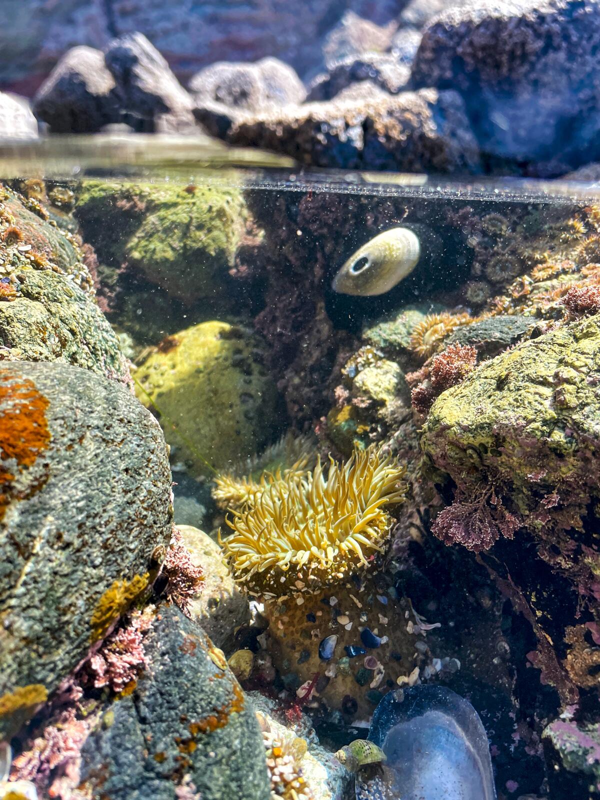 Coral and rocks underwater in a shallow tide pool.