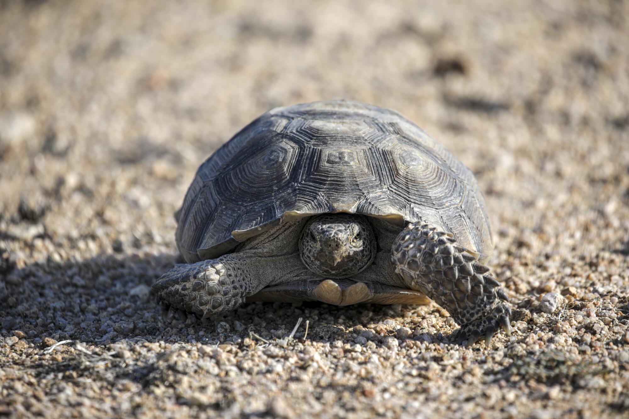 A desert tortoise crawls in sand.