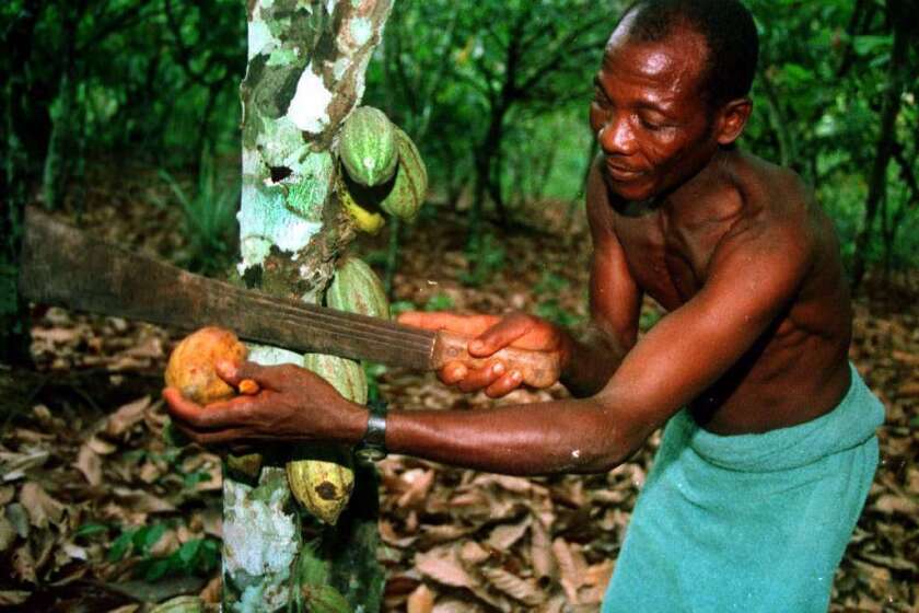 Gambi Gbanble harvests a pod of cocoa beans from his plantation near the village of Baba, in the southern rainforests of Ivory Coast, May 30, 1998.