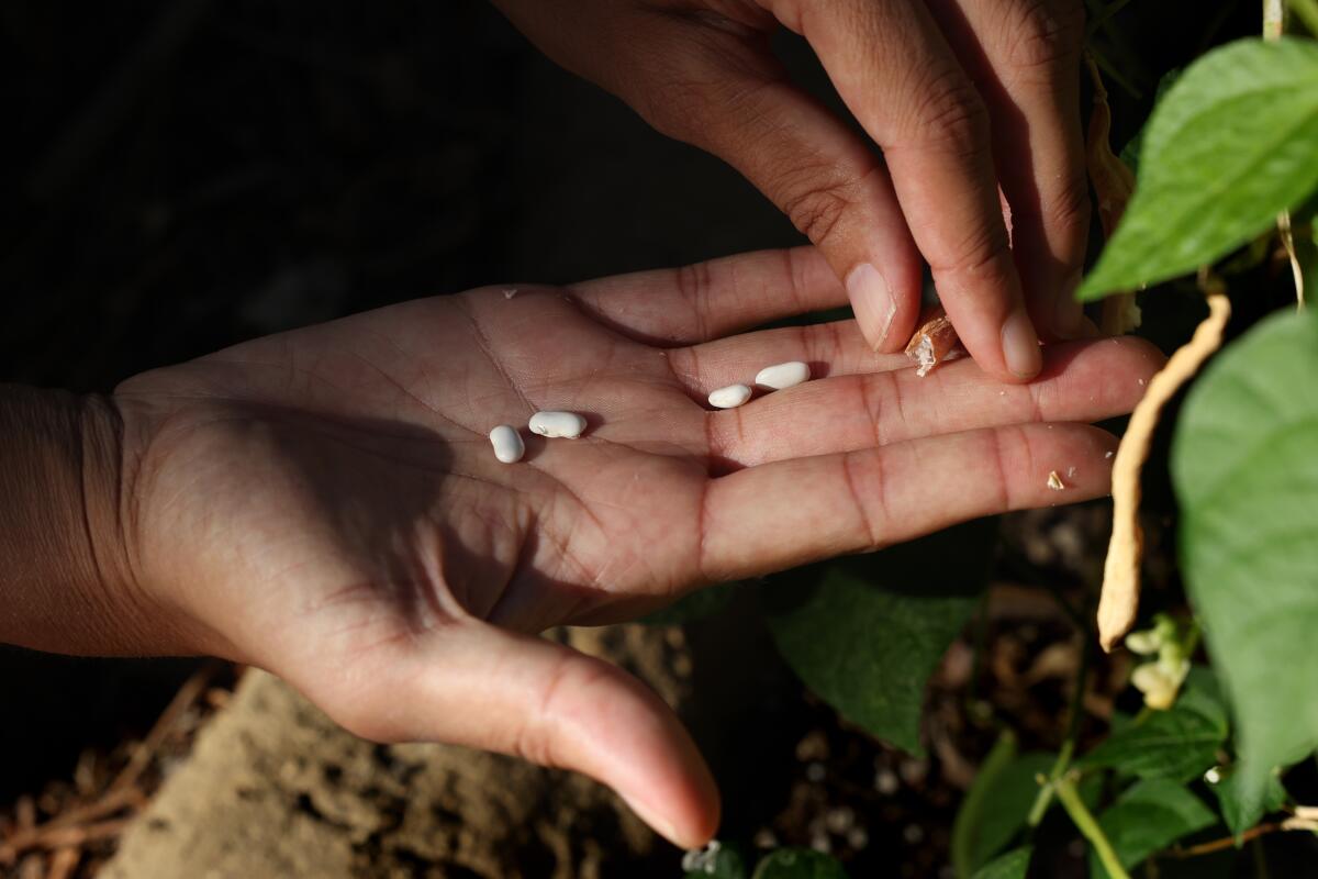 Jamie Williams holds seeds from bush beans growing around a corn stalk in the garden next to her apartment complex.
