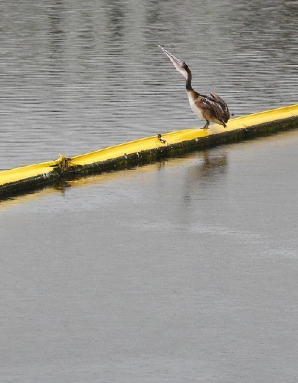 A pelican swallows its meal as it perches on a trash boom in the Ballona Creek near Marina del Rey. Los Angeles pays about $36 million a year for street sweeping, storm drain maintenance and coastal cleanup efforts.
