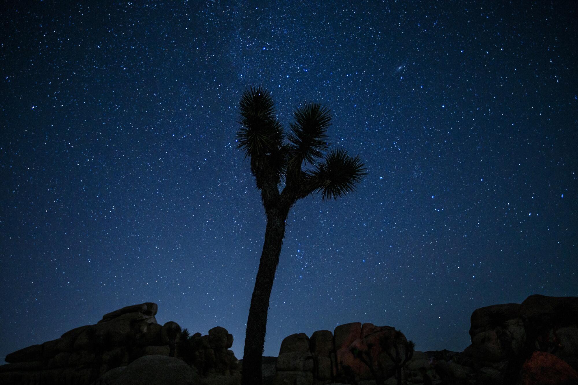 A silhouette of a Joshua tree against the starry night sky.