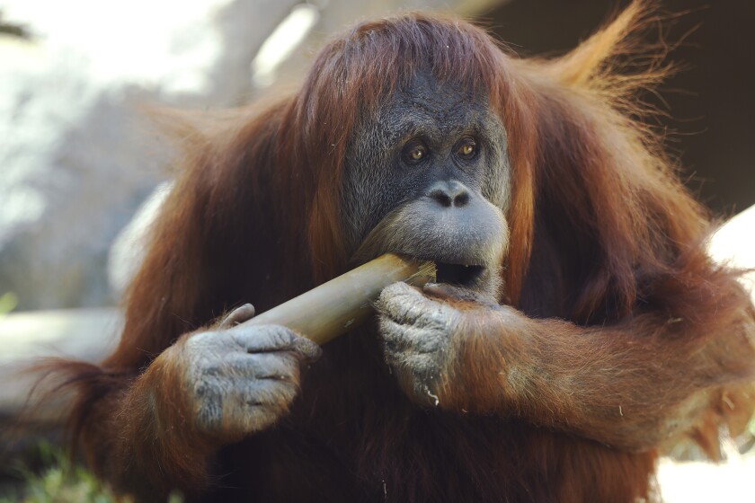 Satu, an orangutan chews on a stick at the San Diego Zoo on May 19, 2020. The zoo has been closed during the coronavirus pandemic but workers have been caring for the animals.