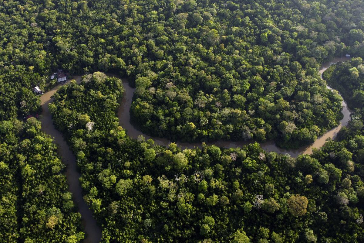 Trees line a creek on Combu Island, near the Brazilian city of Belem.