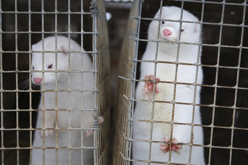 Minks at a fur farm in Belarus. 