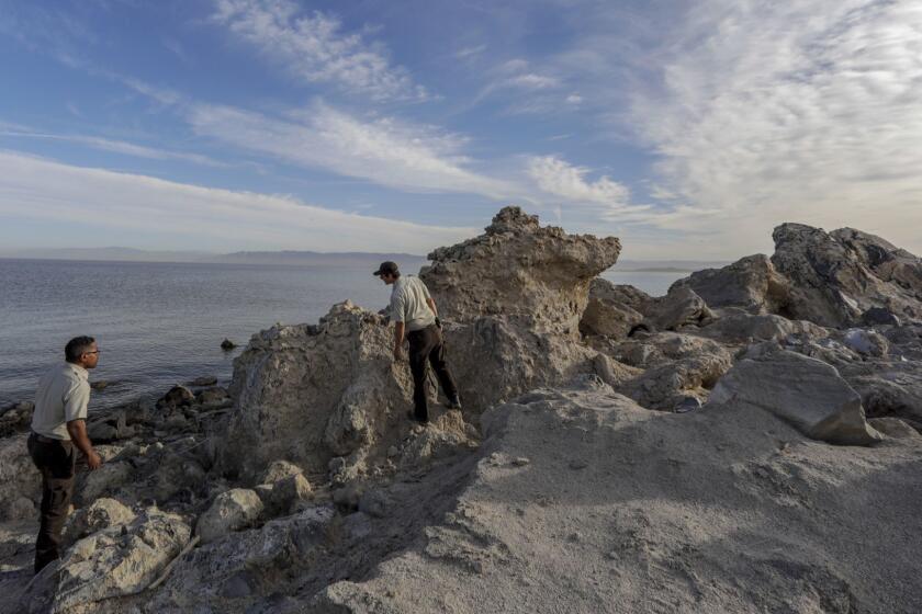 SALTON SEA, CA - APRIL 11, 2018 --- Andre Bledsoe, left, and Tom Anderson, veterinarian and naturalist, at Sonny Bono National Wildlife Refuge. Fed up with the State of California's broken promises, blown deadlines and meager funding, the people who live and work near the rapidly deteriorating Salton Sea are joining forces to mount an environmental justice campaign aimed at protecting their health and livelihoods from toxic windstorms and polluted soil and water. Sonny Bono National Wildlife Refuge at the south end of the ailing super-saline lake, and of a nearby state-funded habitat restoration and dust suppression project that is years behind schedule. (Irfan Khan / Los Angeles Times)