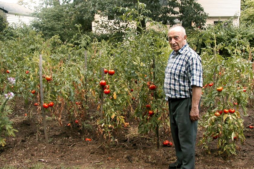 An older man stands amid tomatoes growing in a garden