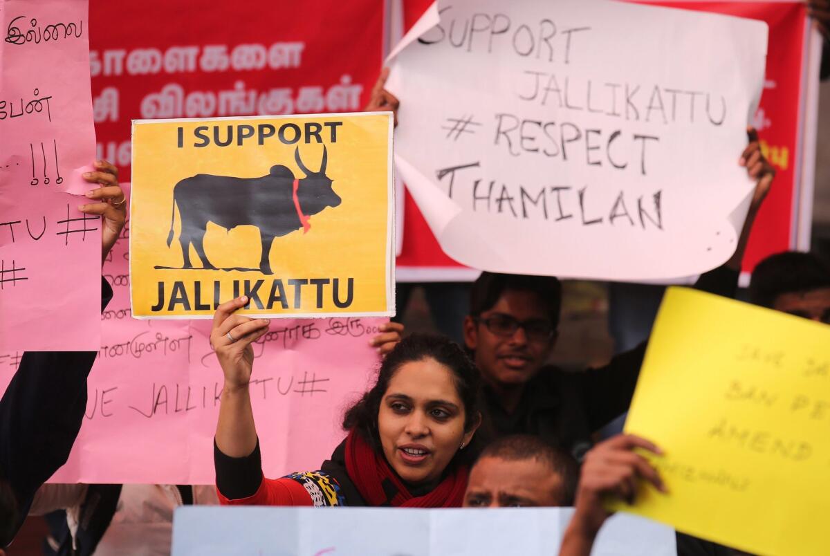 Protesters call for an end to the ban on the bull-fighting sport jallikattu in the southern Indian state of Tamil Nadu on Friday.