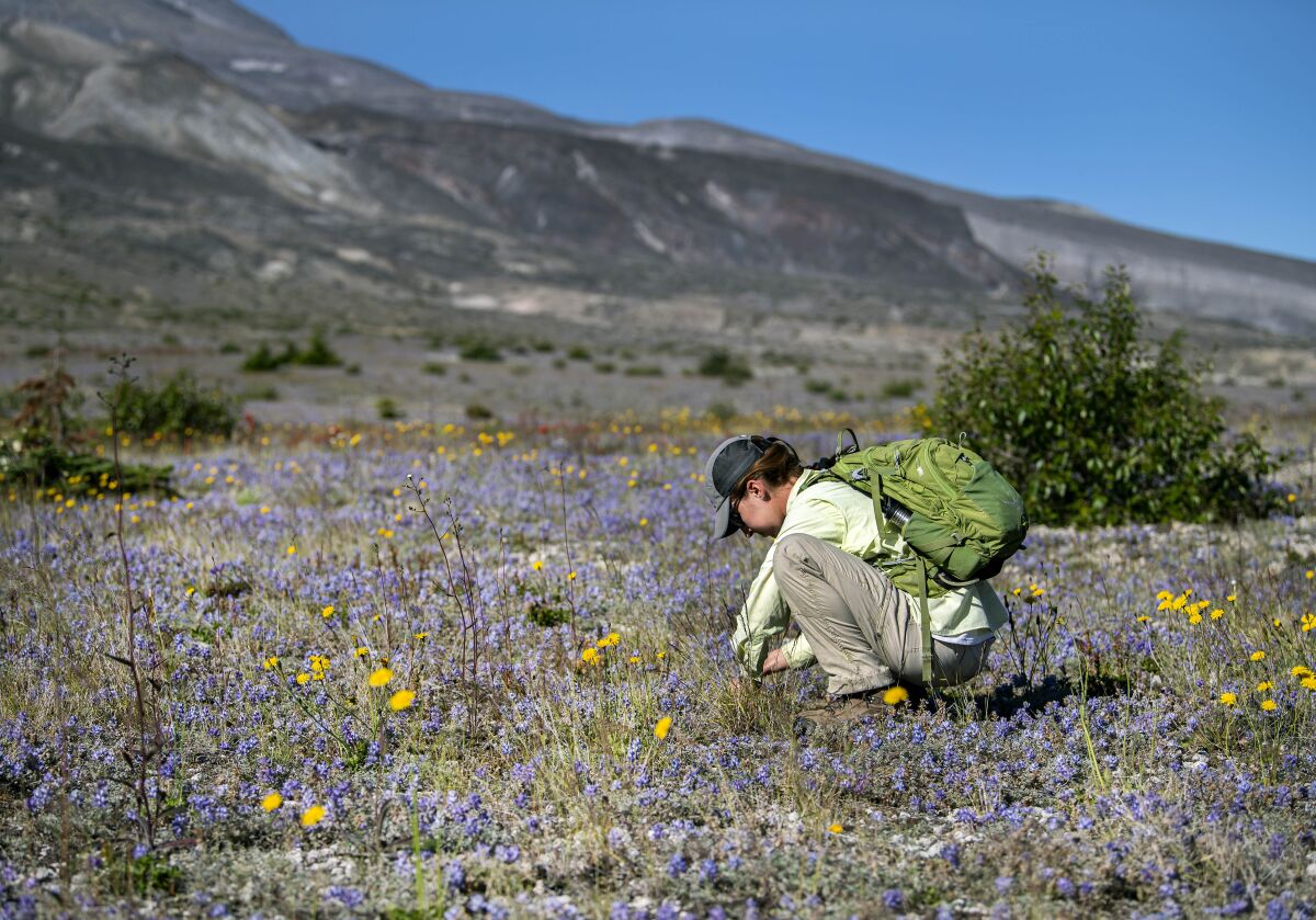Rebecca Evans, a Washington State University biology graduate student, examines lupine flowers on the Pumice Plain, which plants have recolonized since the 1980 eruption.