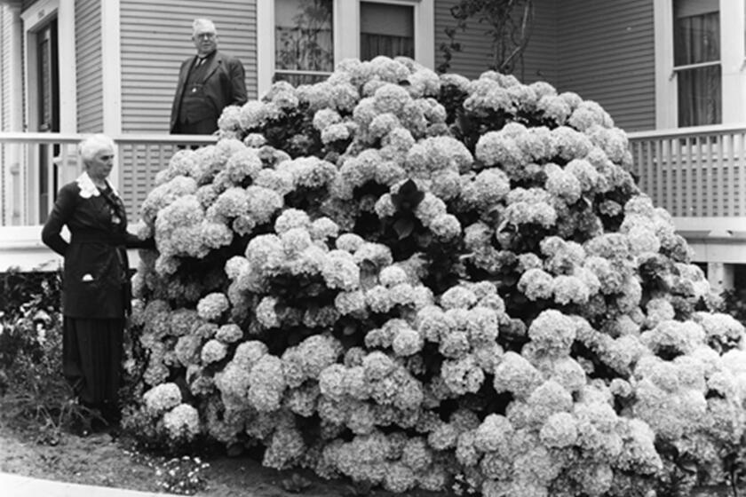 A massive bloom of flowers at a San Diego house in 1921. (ONE TIME USE ONLY)