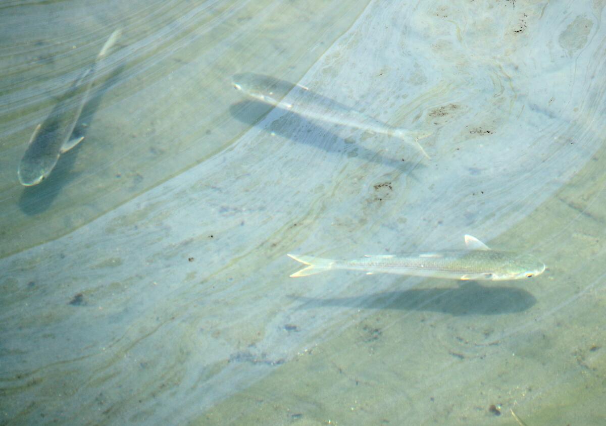 Fish swim under crude oil slicks at the Talbert Marsh in Huntington Beach.
