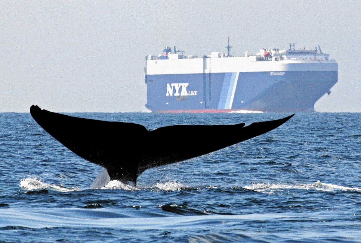 A blue whale and a cargo ship pass through the Santa Barbara Channel. A test program aims to reduce collisions.