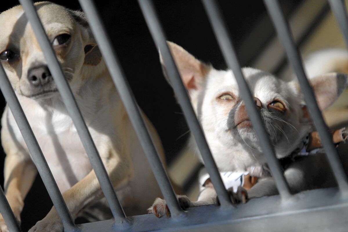 The Orange County animal shelter's main structure and other portable units may not survive earthquakes, a grand jury report says. Above, a pair of chihuahuas at the shelter in 2012.