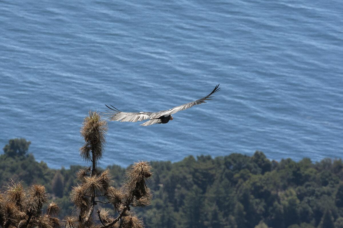 A California condor soars over the coast