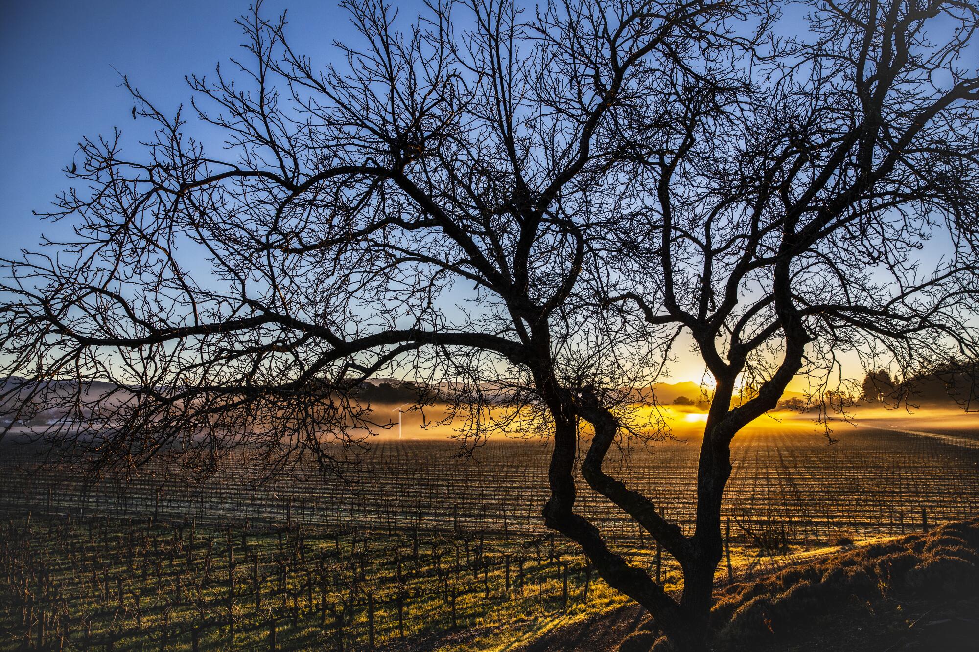 Morning light spreads over a vineyard