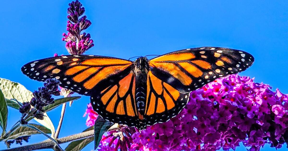 Want a monarch butterfly garden? Now's your chance - The San Diego