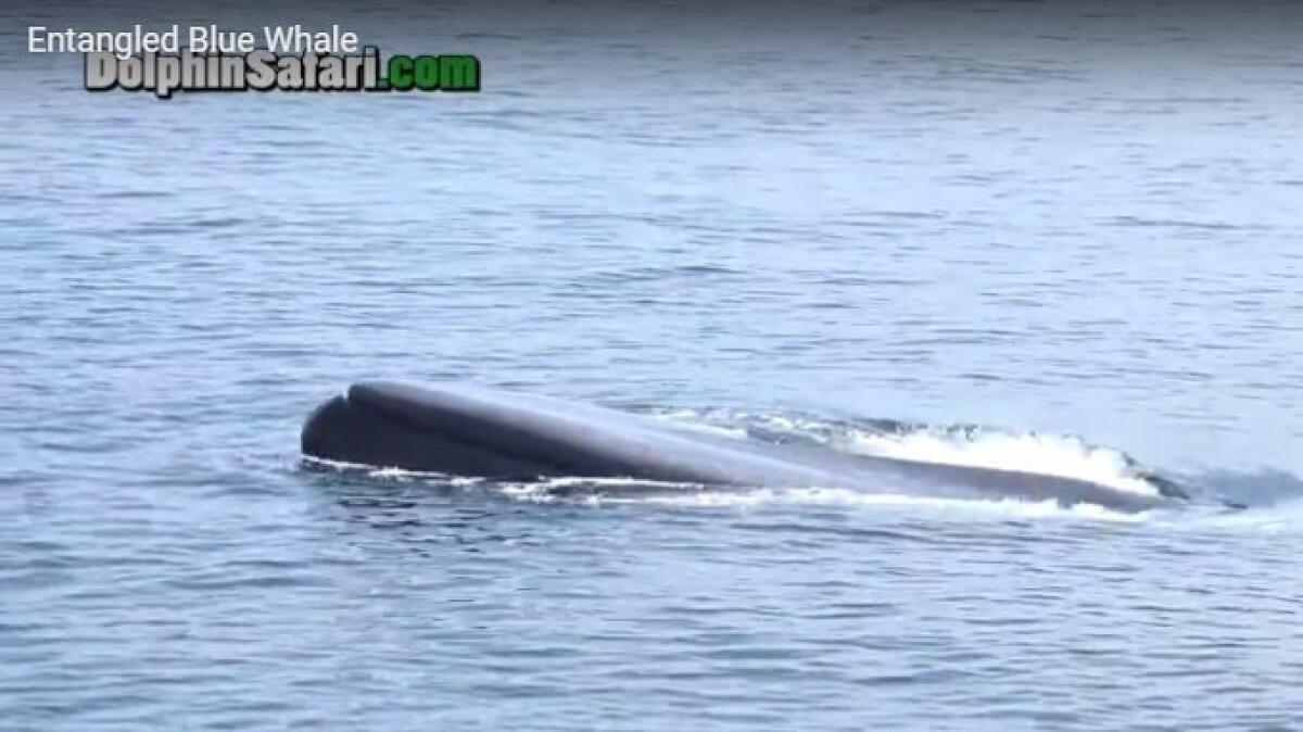 A blue whale entangled in fishing gear was spotted off the coast near Camp Pendleton on Monday.