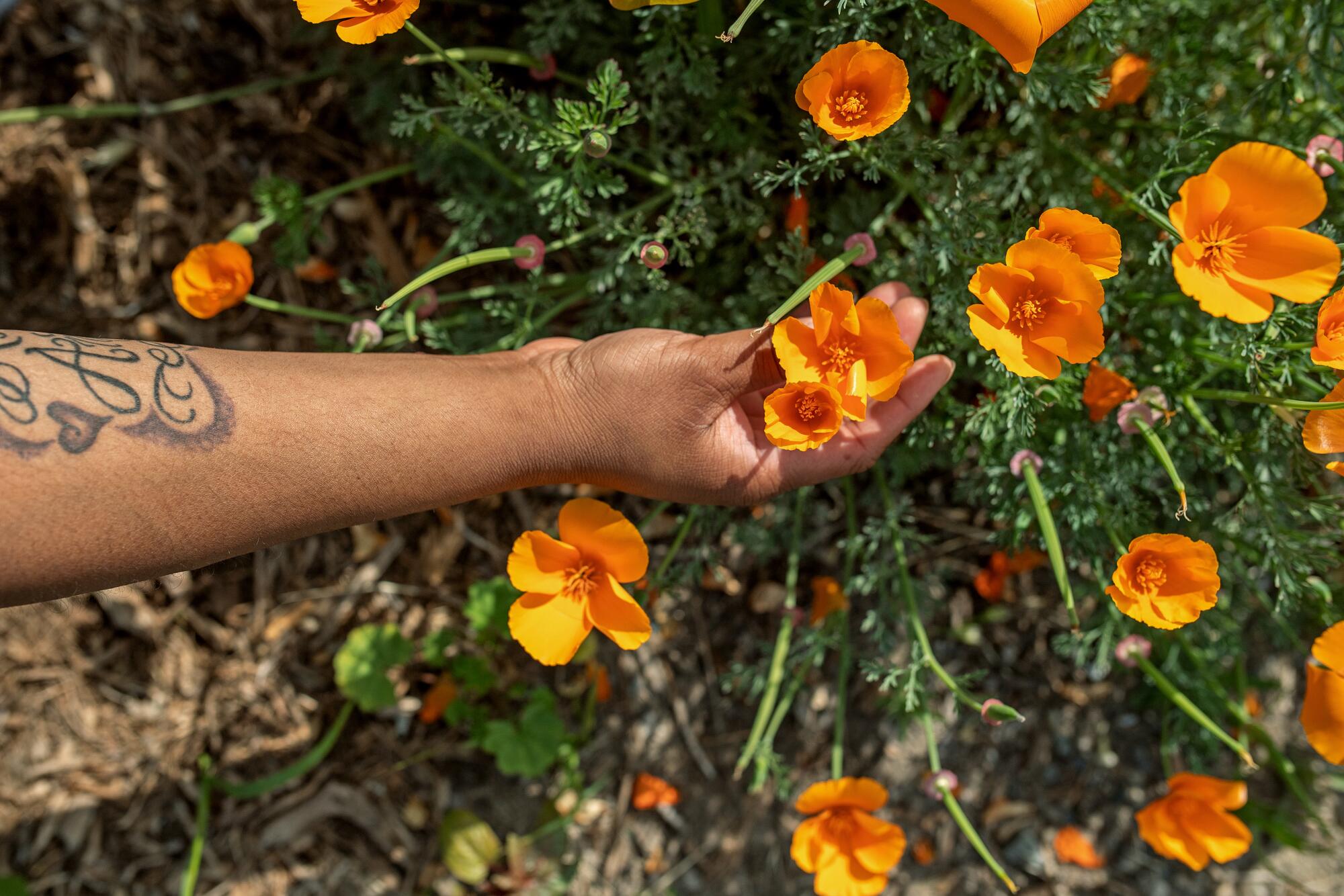Marylin Chism's arm reaches out to grab orange flowers.
