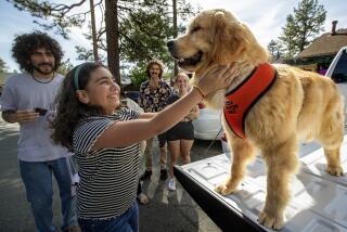 IDYLLWILD, CA-JUNE 9, 2023:Naillah Benjell of Los Angeles greets Maximus Mighty-Dog Mueller III, otherwise known as Mayor Max III, the mayor of Idyllwild, a 9 month old American pure bred Golden Retriever, during a public appearance in town. (Mel Melcon / Los Angeles Times)