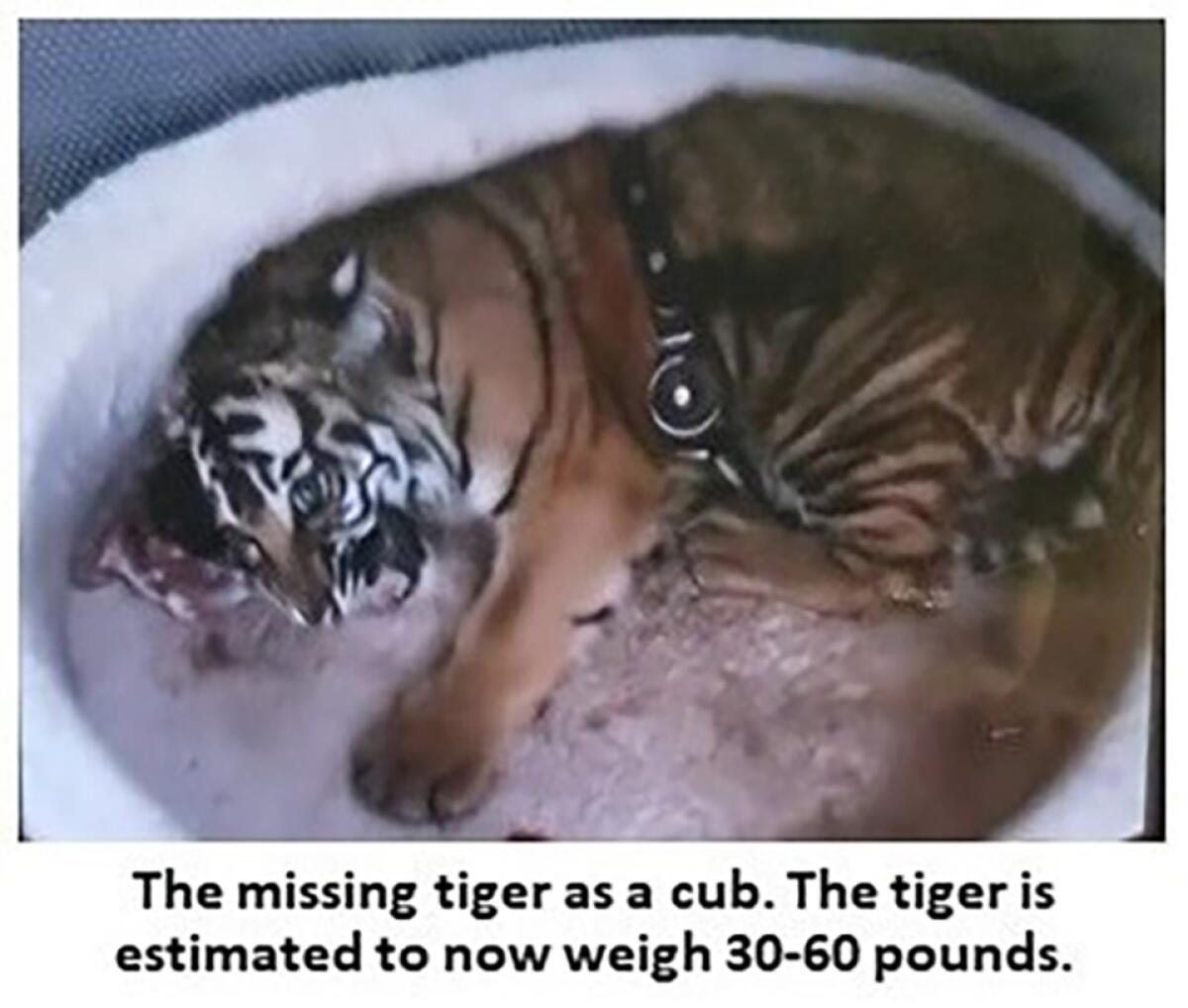 This undated image released by New Mexico Department of Game and Fish shows a missing tiger in Alburquerque, N.M. The animal is believed to be less than 1 year old and 60 pounds, but tigers can grow to 600 pounds. Officials say the alligator was taken to a wildlife facility after a Aug. 12 search, and a 26-year-old man was arrested. Authorities in New Mexico found an alligator and large quantities of drugs, guns and money at two homes in Albuquerque last month, but on Saturday, Sept. 10, 2022, they said they are still searching for a young tiger they think is being being illegally kept as a pet. (New Mexico Department of Game and Fish via AP)