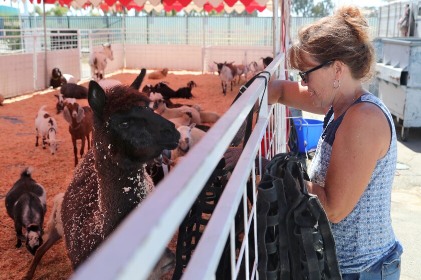 Melody Boyer, with the Great American Petting Farm, removes a feeder at the Orange County Fairgrounds in Costa Mesa on Friday.