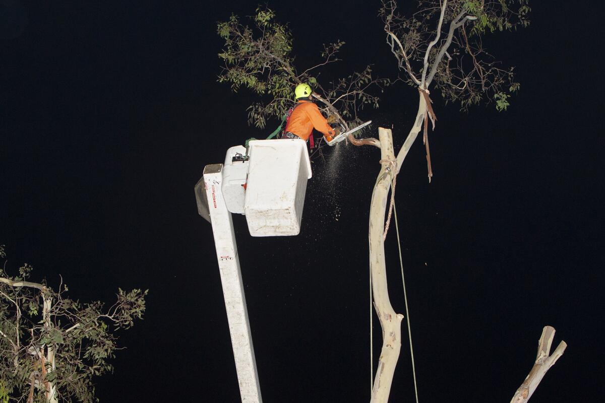 A worker cuts off a branch from a decaying eucalyptus tree along Marine Avenue early Monday.