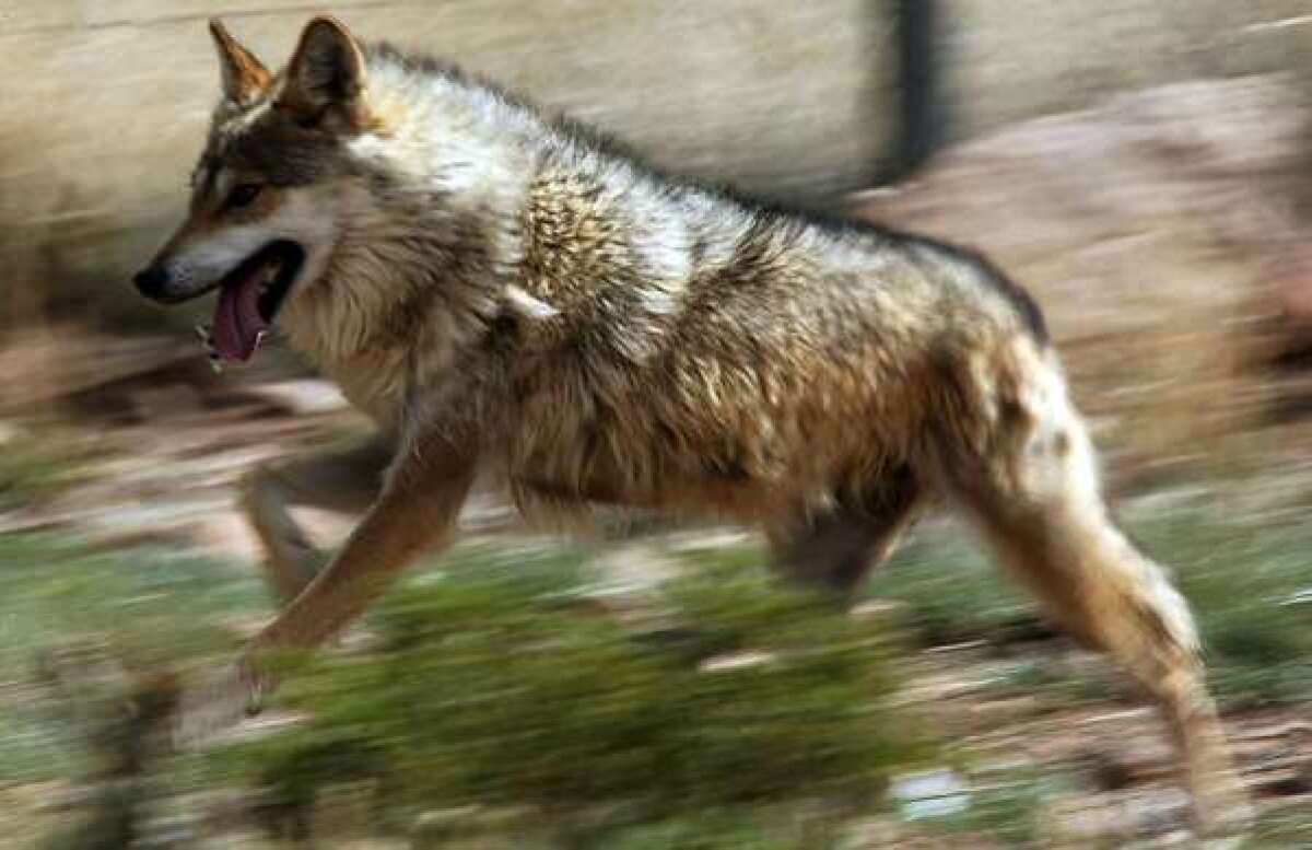 A Mexican gray wolf runs inside a holding pen at Sevilleta Wildlife Refuge in New Mexico.