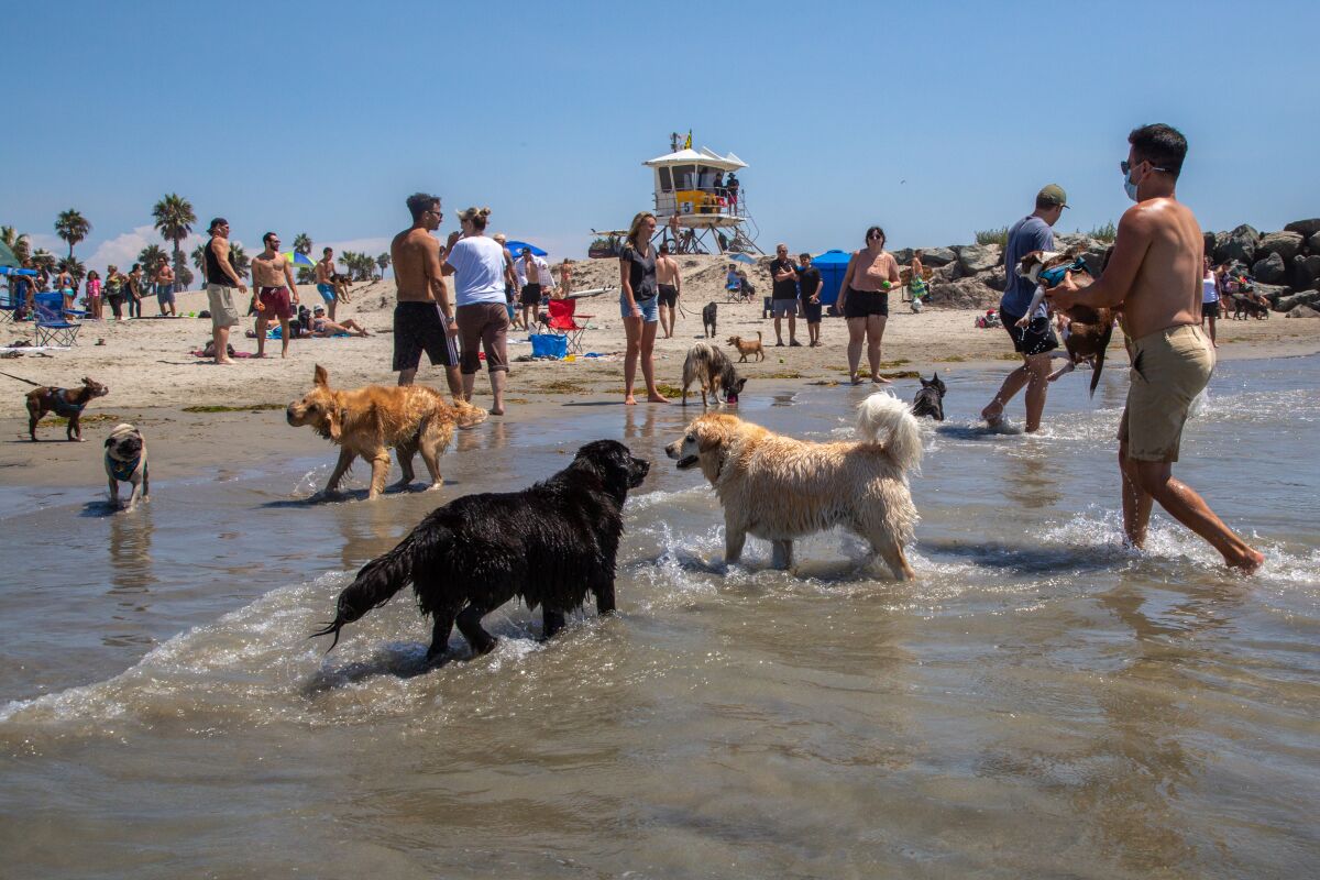 People and animals frolic at Dog Beach in Ocean Beach.