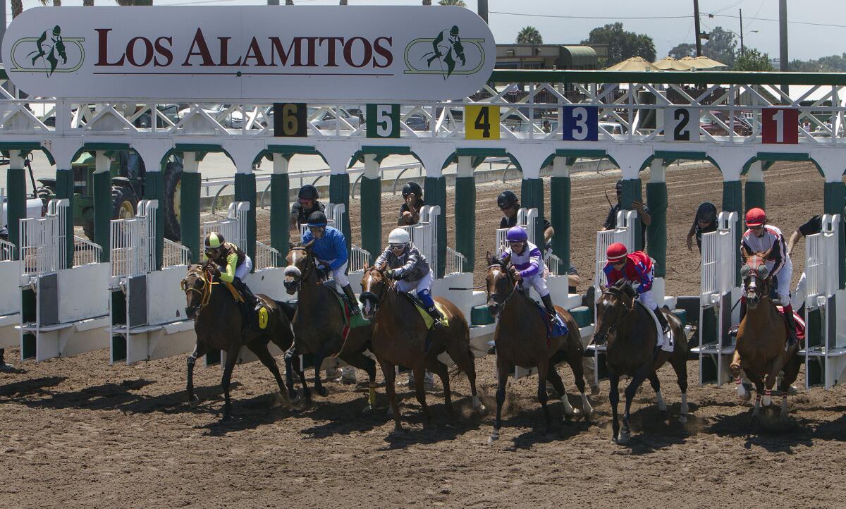 Thoroughbred horses bolt out of the starting gate at Los Alamitos.