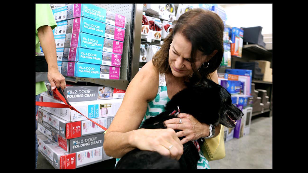Photo Gallery: Pet adoption day at PETCO