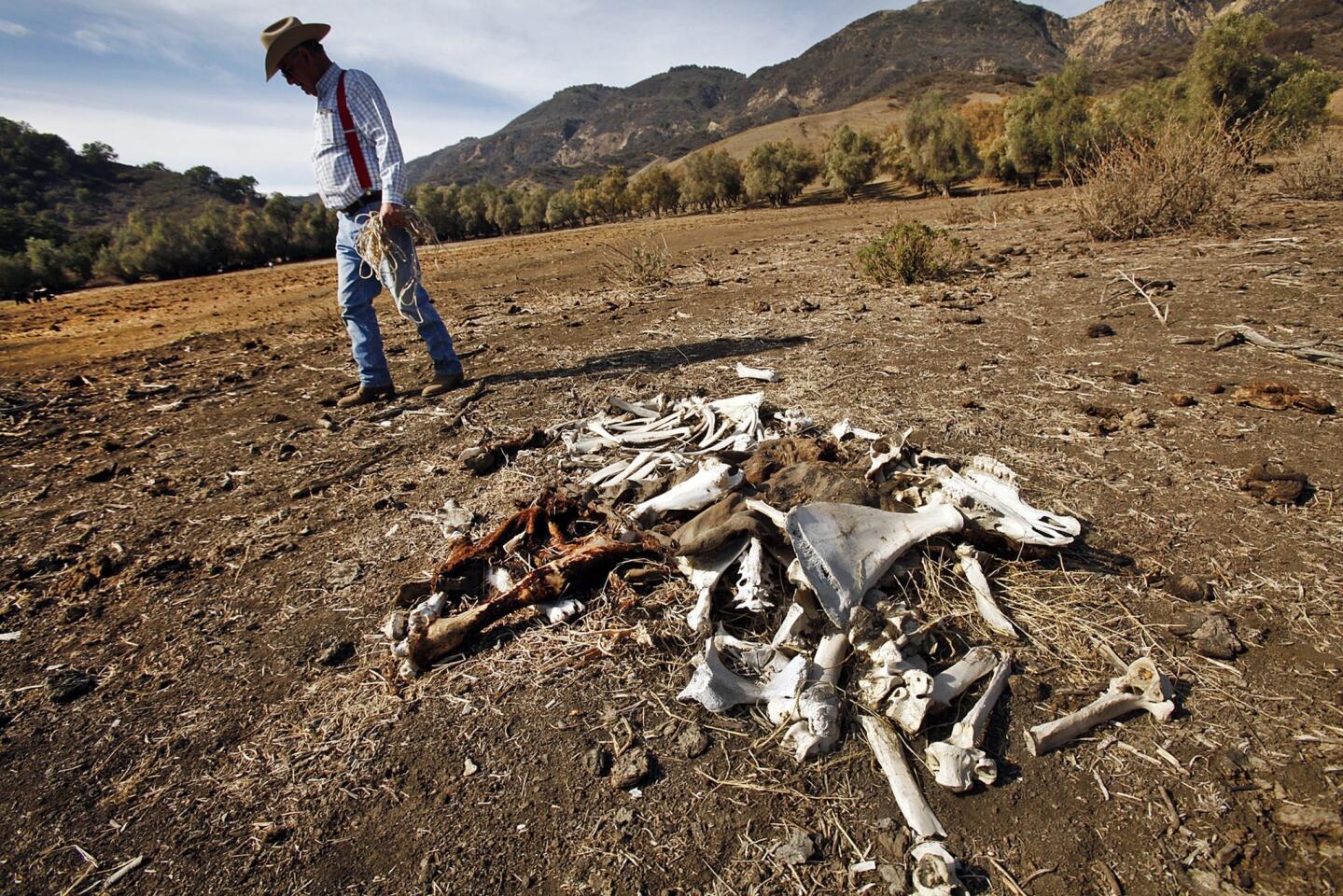 Cattle rancher Rob Frost stands by the remains of one of this cattle that died on grazing land near Santa Paula. Frost says that in an ordinary year he will lose 1% of his cattle to natural causes but that he is now losing near 10%. There is no natural grass for his cattle to eat.