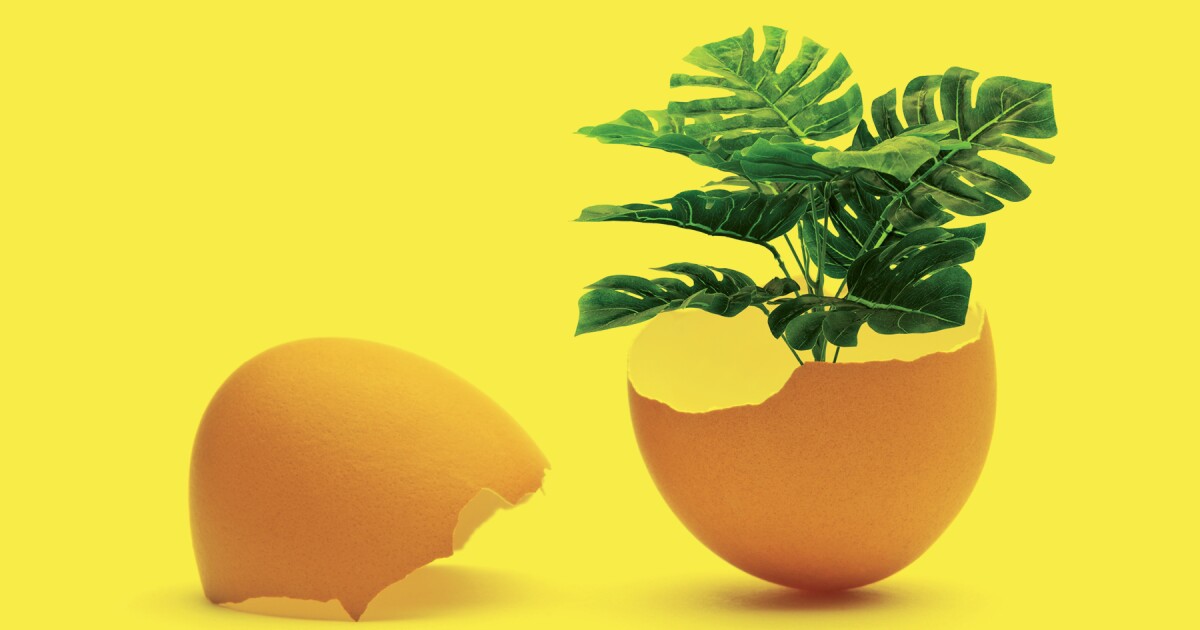 How To Use Leftover Eggshells For Your Plants And Garden Los Angeles Times