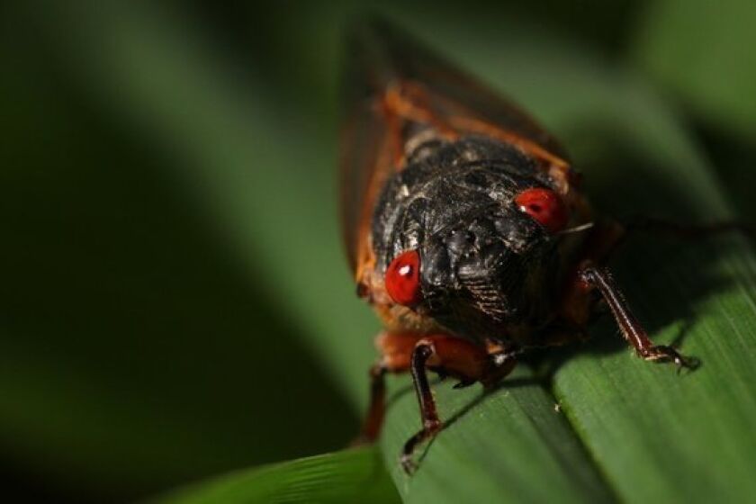 A team of U.S. Navy researchers are trying to replicate the way cicadas produce big sound with a small instrument, for undersea uses that include signaling and remote sensing.
