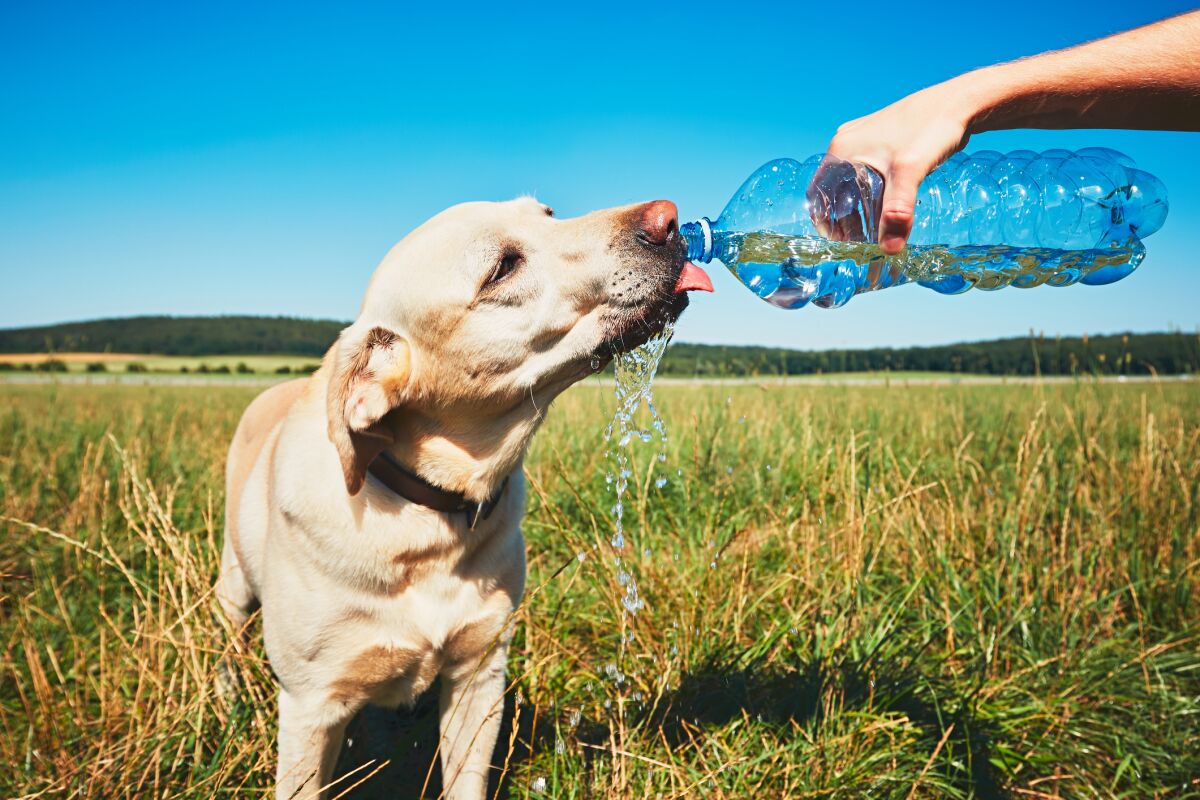A thirsty yellow Labrador retriever drinking water from the plastic bottle his owner carries.