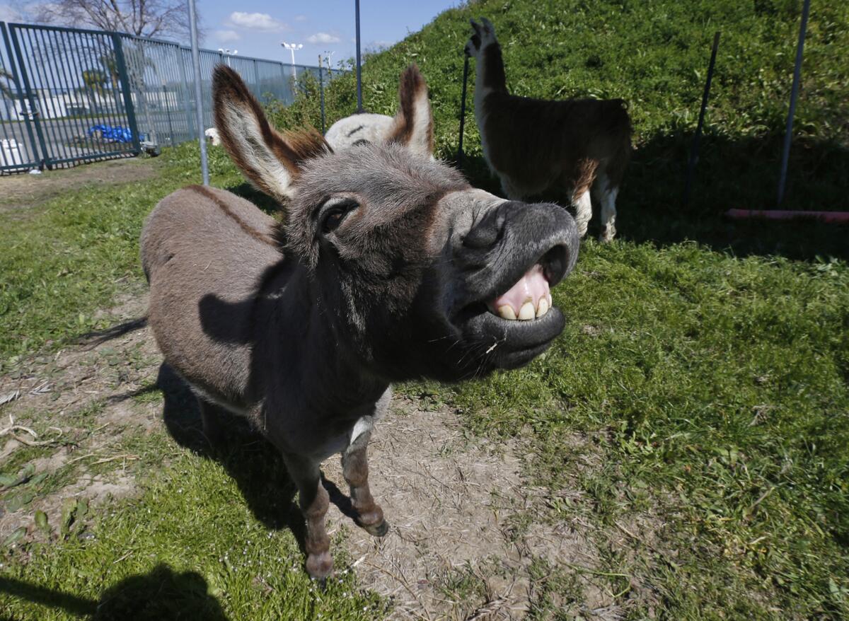 Donkey Herb is one of several companions for a herd of goats who graze a 2-acre berm at the O.C. fairgrounds in Costa Mesa. 
